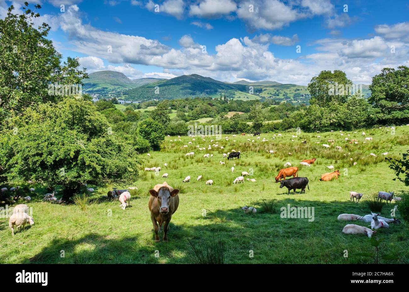 Animales de granja en un campo cerca de Wray, con vistas a Wansfell Pike y Windermere, cerca de Hawkshead, Lake District, Cumbria Foto de stock