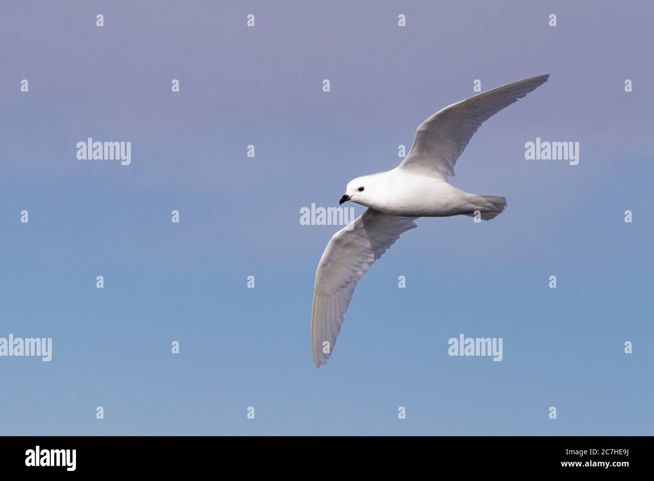 petrel de nieve en vuelo; volando por encima de la cabeza; ojo y pico en foco; aves marinas blancas contra el cielo azul; acercamiento cercano Foto de stock