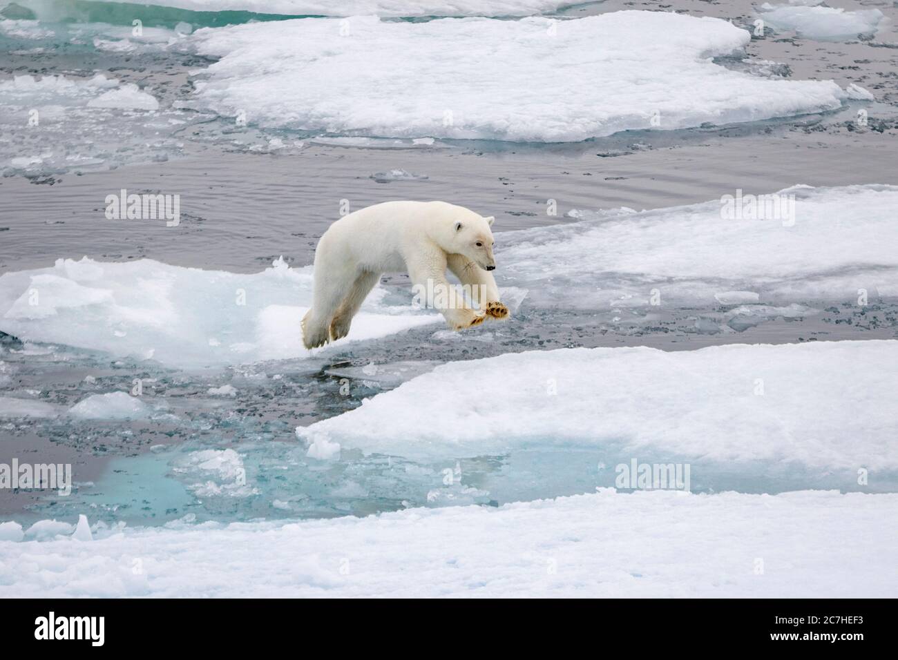 Oso polar, especies vulnerables, saltar, derretir hielo marino, fauna  ártica, mamíferos marinos, desierto, cambio climático, derretir hielo marino,  forrajear, Arcti Fotografía de stock - Alamy