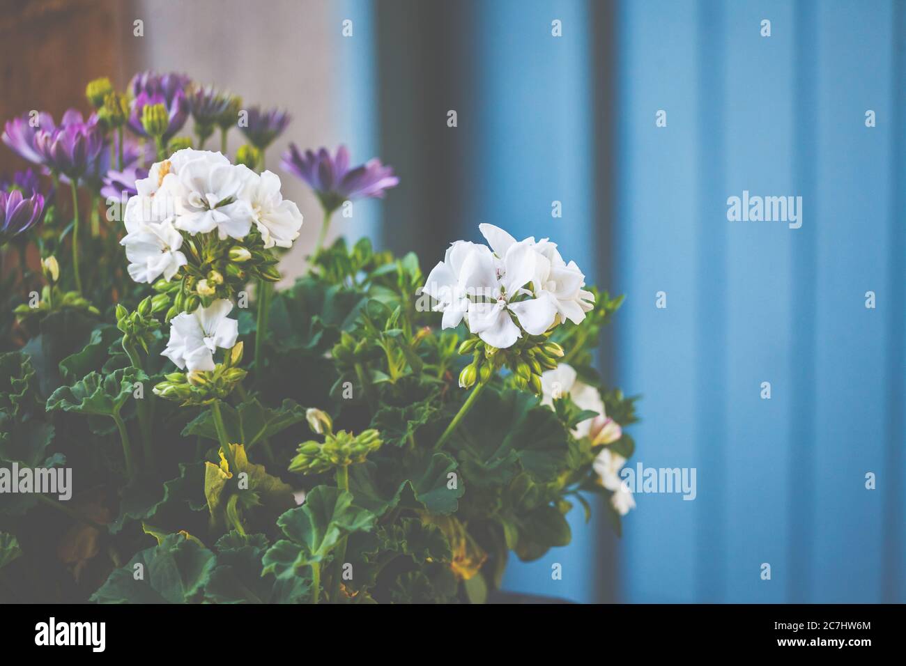 Geranios blancos, geranios, geraniaceae, esplendor floreciente para terraza y balcón. Foto de stock