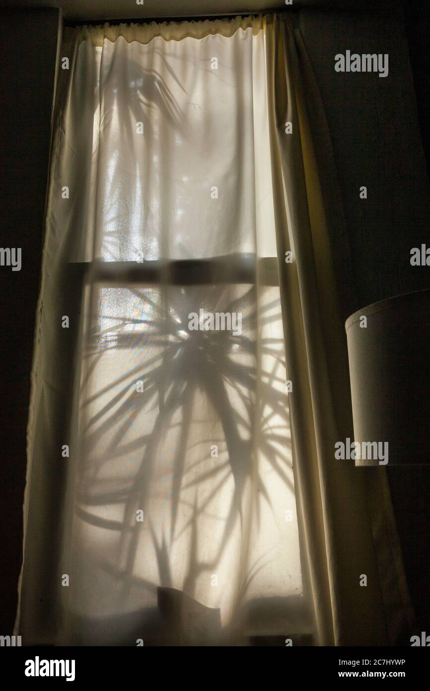 Ventana interior con cortinas y sombras de plantas - la Paz, BCS, México  Fotografía de stock - Alamy