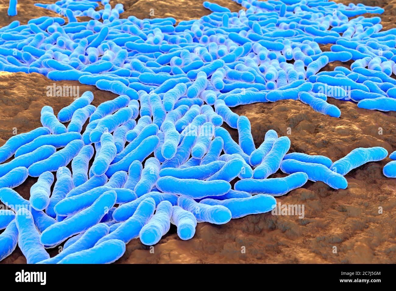Ilustraci n de la bacteria mycobacterium tuberculosis la bacteria gram