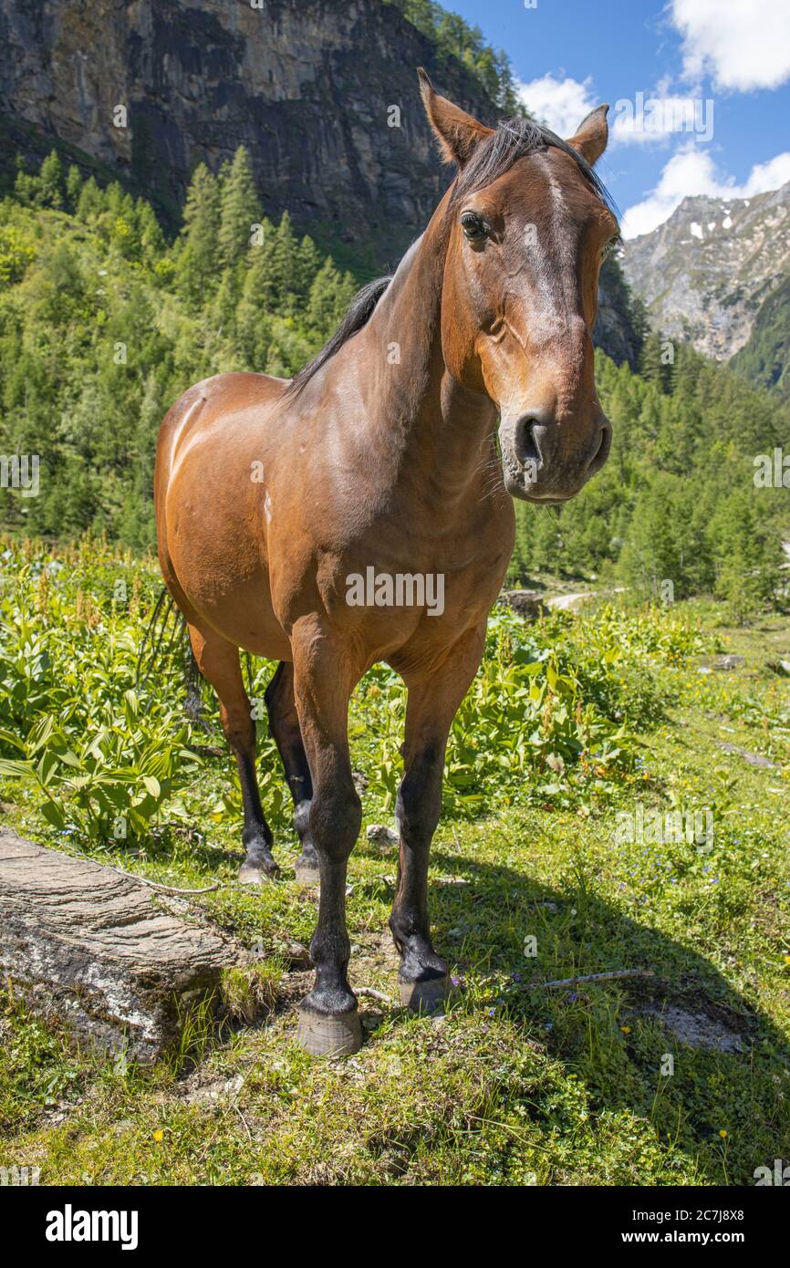 Caballo doméstico (Equus przewalskii f. caballus), warmblood de pie en un pasto en la alta montaña, vista frontal, Austria, Carintia, Nationalpark Hohe Tauern Foto de stock