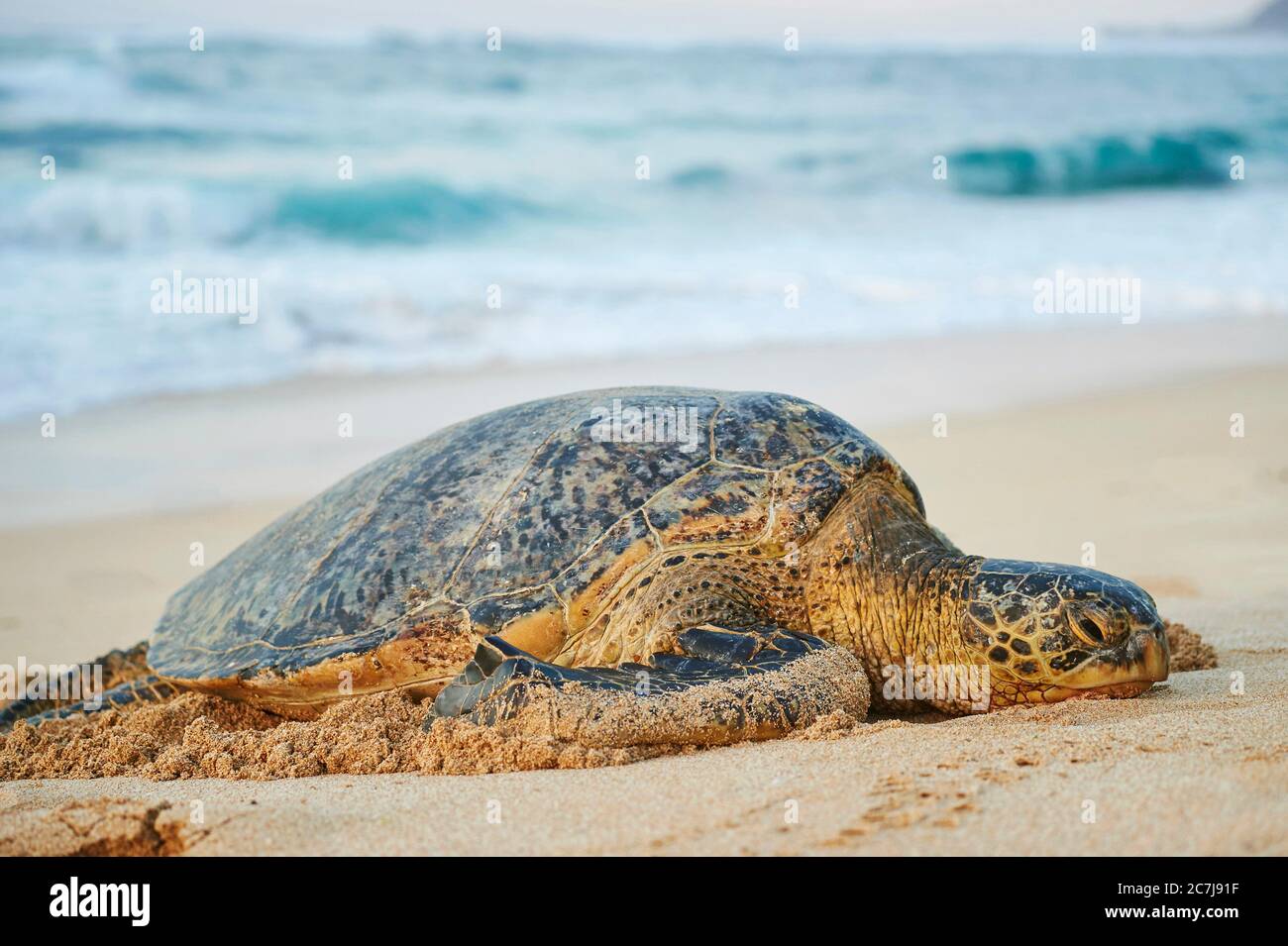 Tortuga verde, tortuga de roca, tortuga de carne (Chelonia mydas), tumbado en la playa, Estados Unidos, Hawaii, Oahu, Laniakea Beach Foto de stock