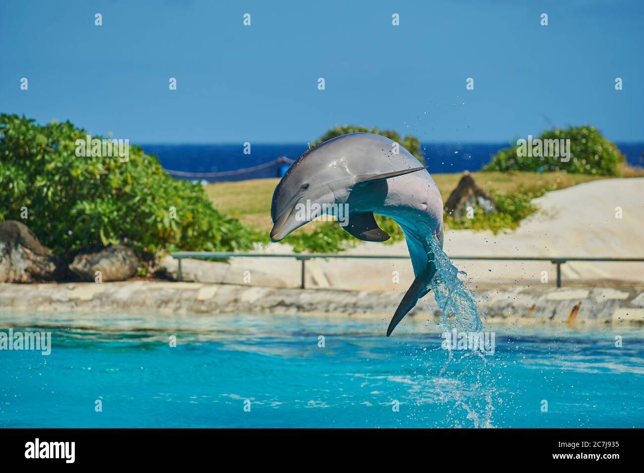 Delfín nariz de botella, delfín común de nariz de botella (Tursiops truncatus), salte en un delfinario Foto de stock