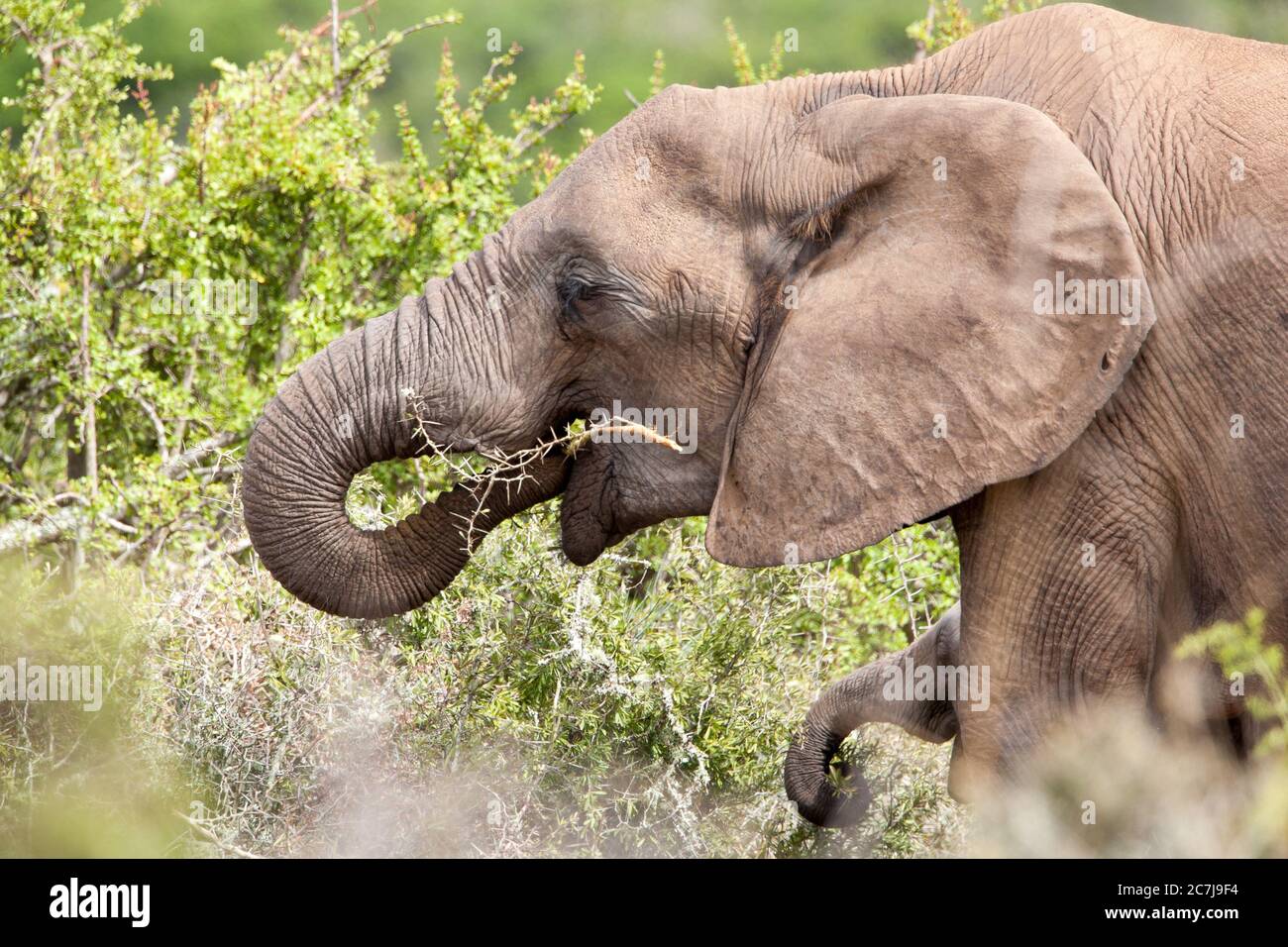 Madre y ternero (elefante africano, Loxodonta africana) elefantes pastando en un arbusto de espinas. Foto de stock