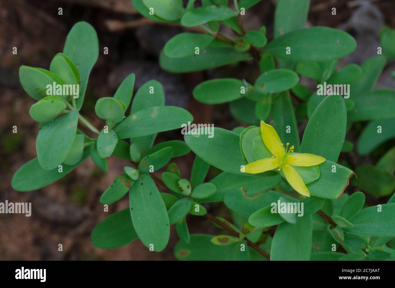 Cruz de San Andrés, Hypericum hypericoides Foto de stock