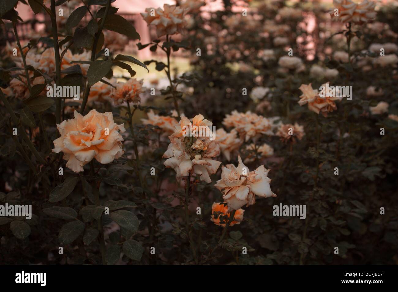 Un montón de hermosas rosas de jardín con un fondo borroso Foto de stock