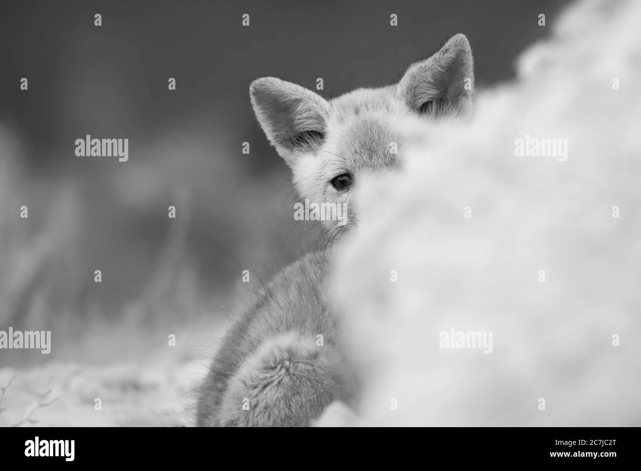 Bebe Zorro Imagenes De Stock En Blanco Y Negro Alamy