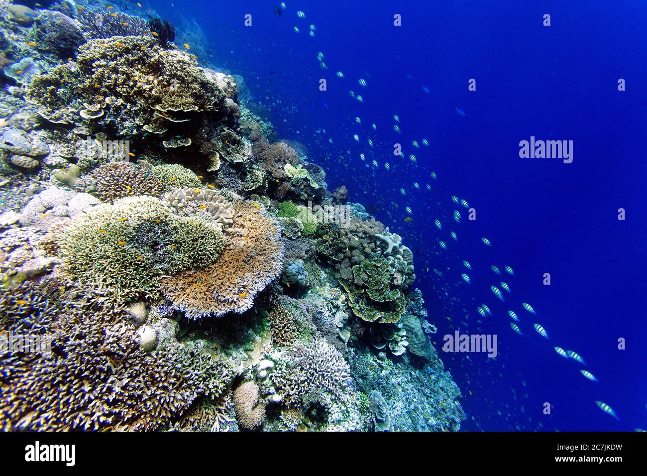 Filipinas, Isla Balicasag, Pangalo Arrecife, peces nadando entre Arrecifes bajo el agua en Split imagen Foto de stock