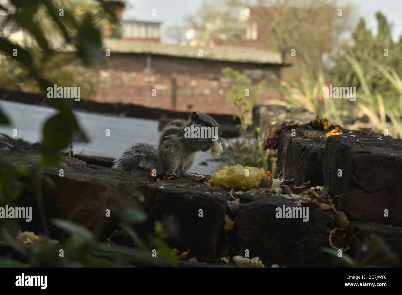 Una hermosa fotografía de un ardilla en un jardín. Foto de stock