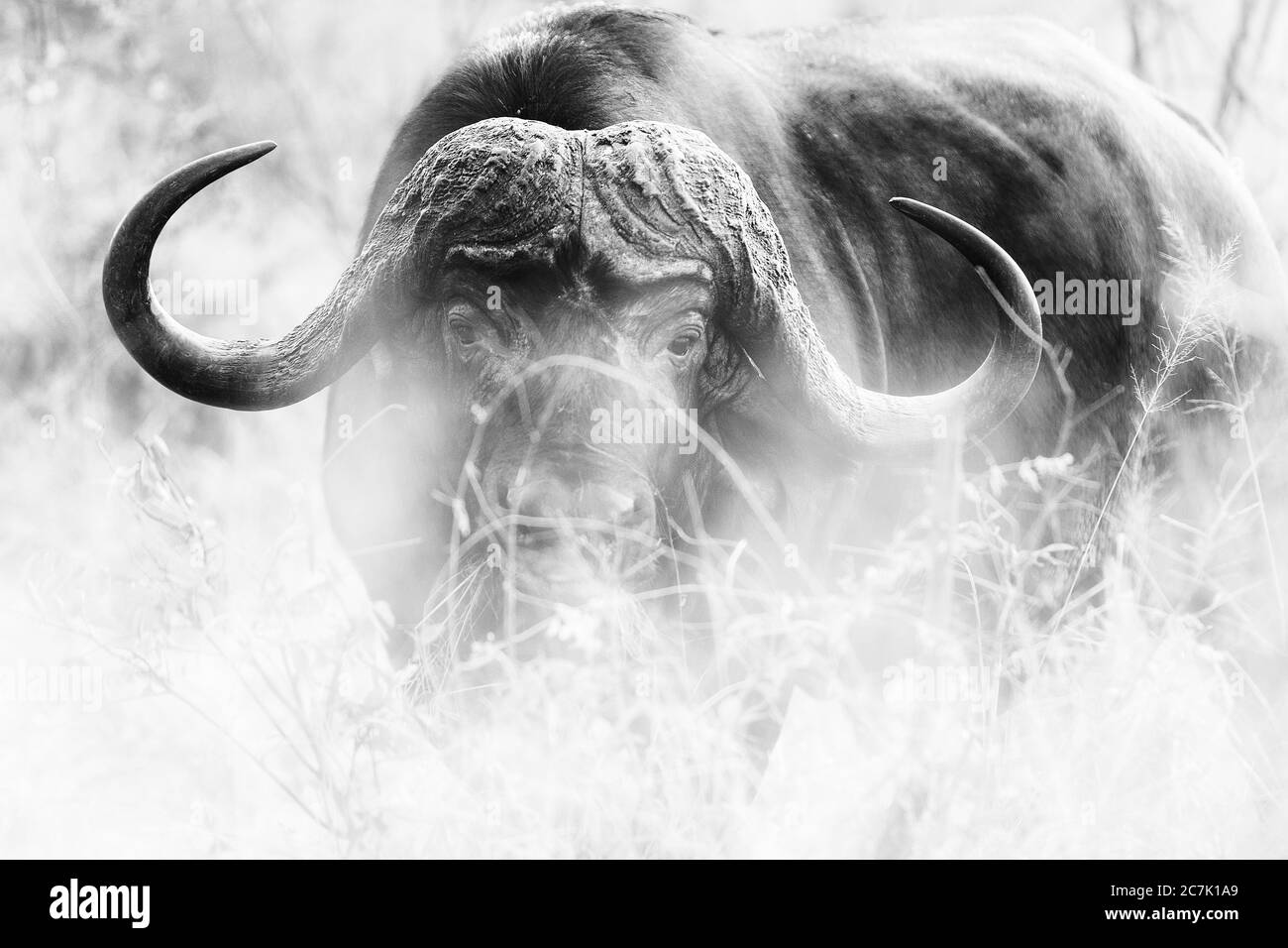 Cabo Buffalo en Sabi Sands, un búfalo de cabo entre la hierba alta del bushveld en la Reserva de Sabi Sands del sistema del Parque Nacional Kruger, Foto de stock