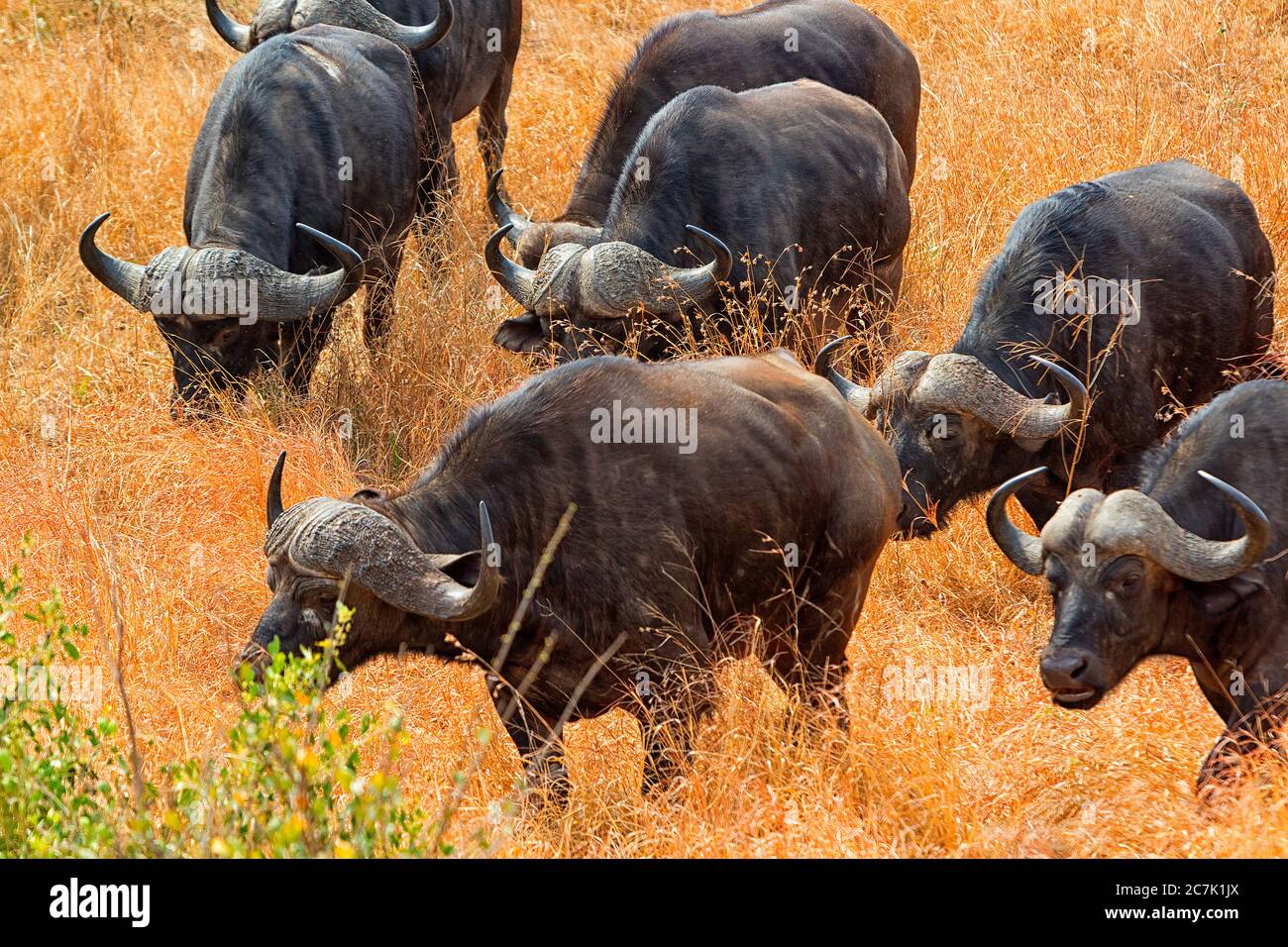 Cabo Buffalo en Sabi Sands UN búfalo de cabo entre la hierba alta del fanerpo en la Reserva de Sabi Sands del sistema del Parque Nacional Kruger. Foto de stock