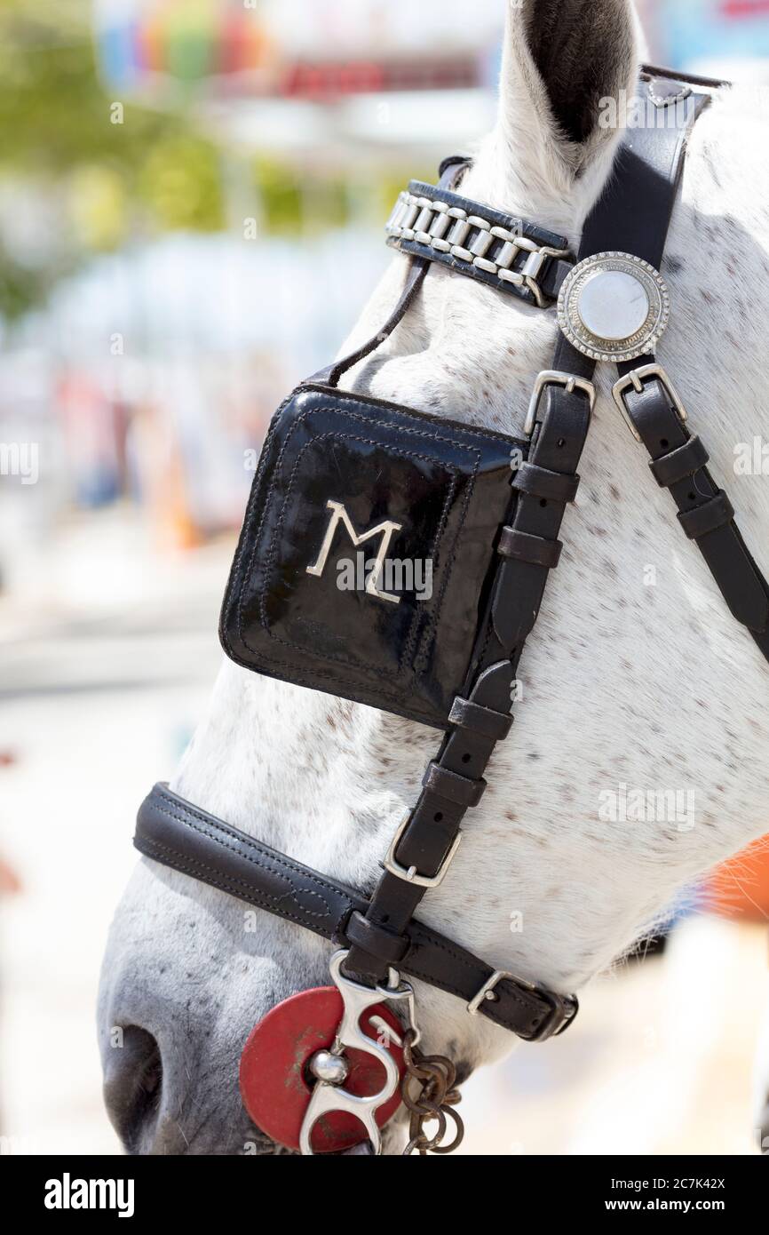 halter, carruaje, fiesta, traje tradicional, tradición, cultura, costumbres, el Puerto Santa María, Andalucía, Europa Fotografía de stock - Alamy