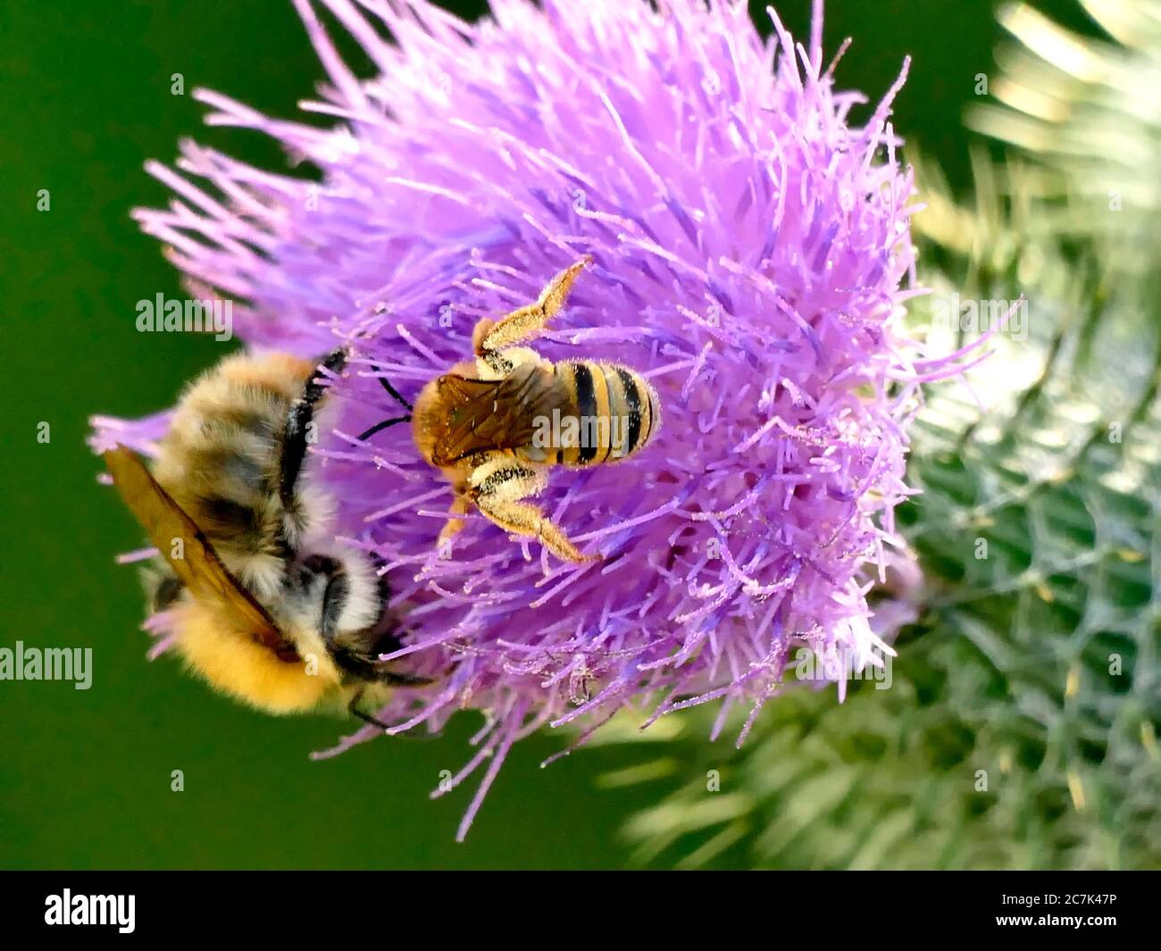 abejas en la flor del cardo Fotografía de stock - Alamy