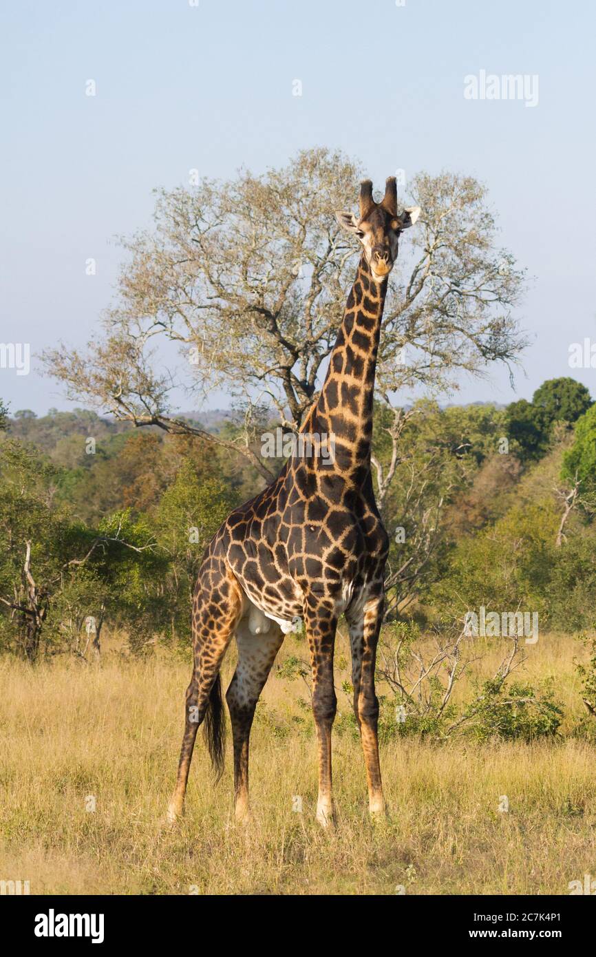 Jirafa macho de color oscuro (Giraffa camelopardalis) de pie solo en la hierba en el Parque Nacional Kruger de Sudáfrica Foto de stock