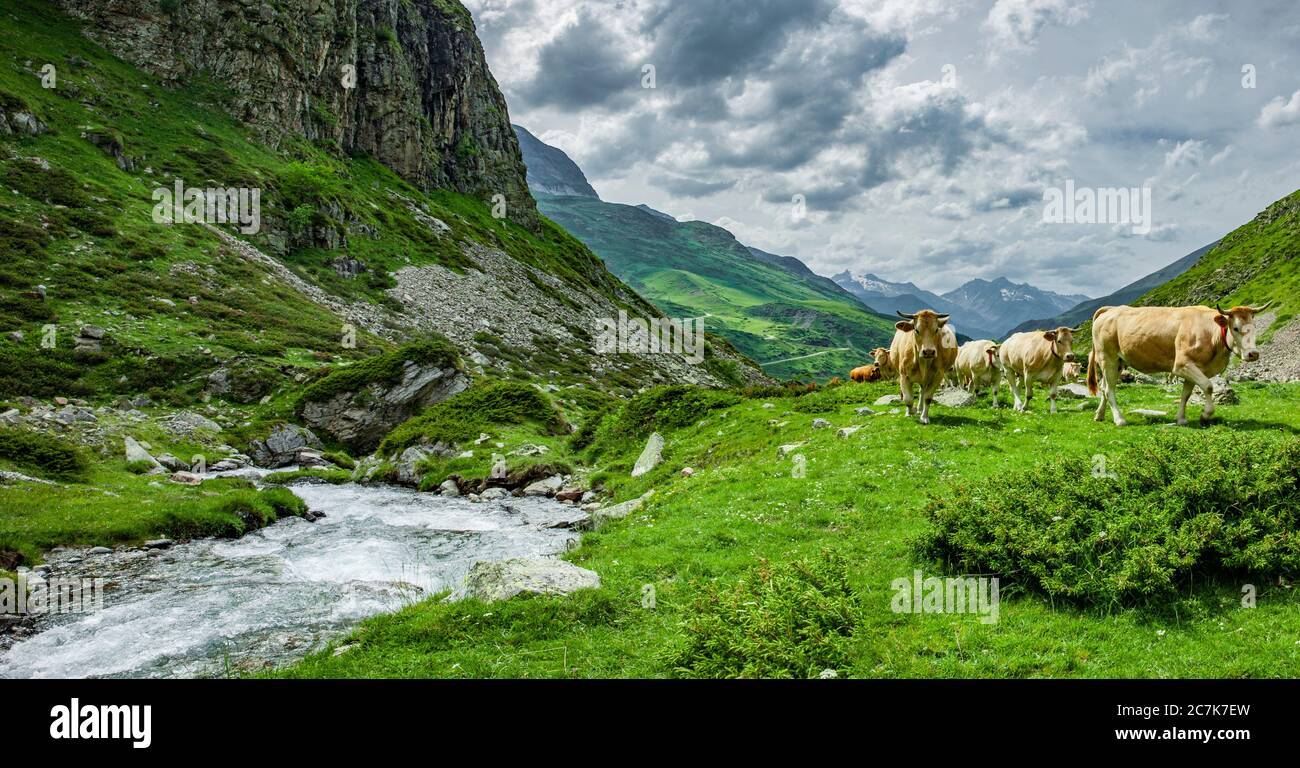 Paisaje de montaña con vacas en los Pirineos franceses, Francia Foto de stock