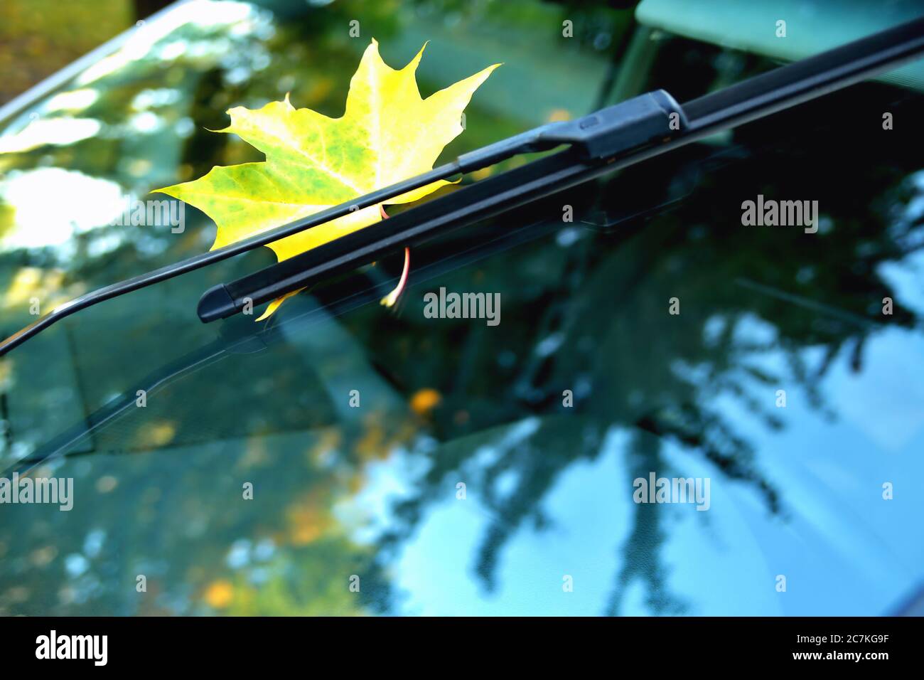 Otoño, hoja de arce amarillo en el cristal del coche, reflejo en el cristal, árboles de otoño hermoso brillo primer plano Foto de stock