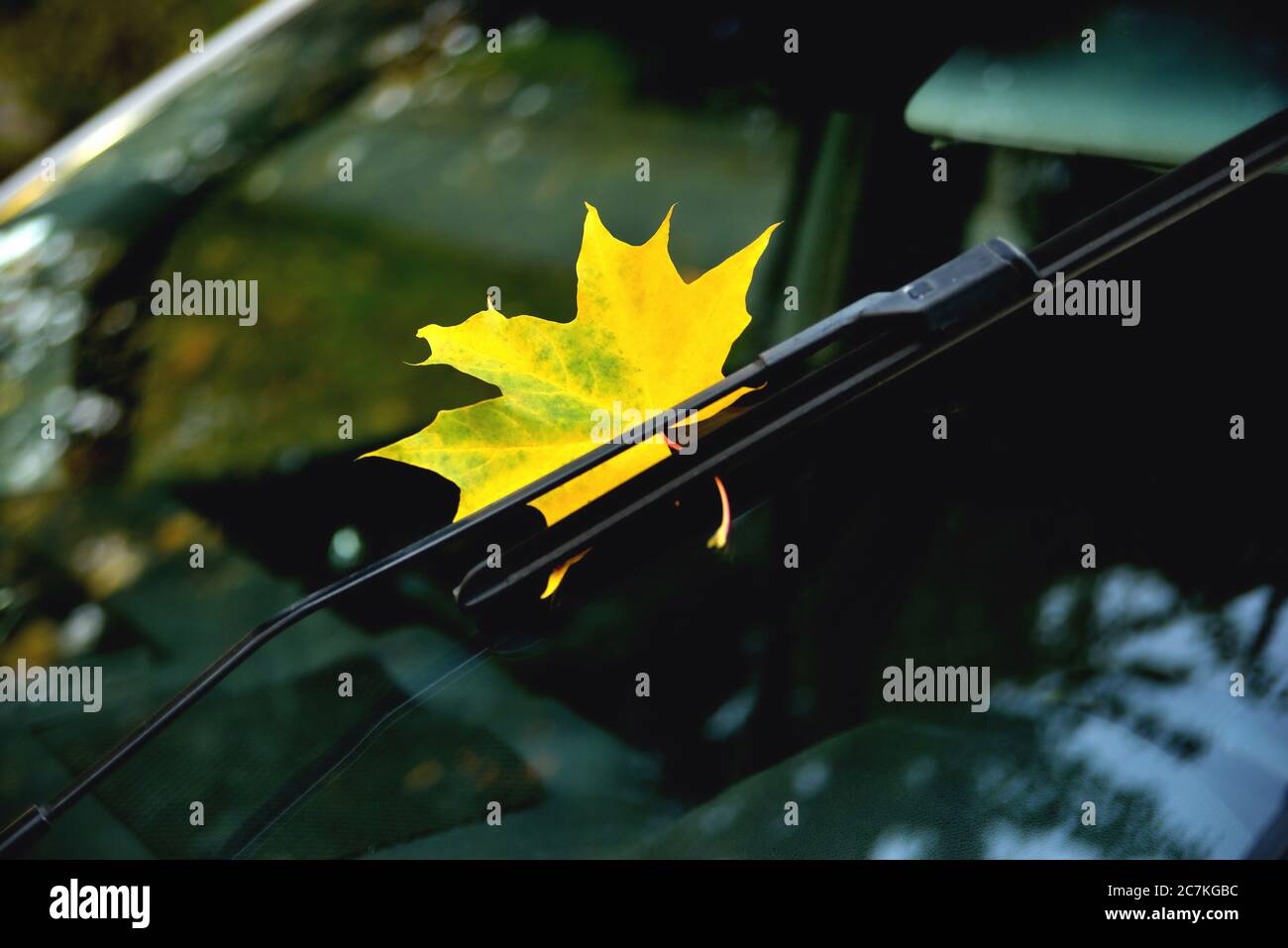 Hoja de arce amarillo de otoño en el cristal del coche, reflejo en el cristal, árboles de otoño hermoso brillo primer plano Foto de stock