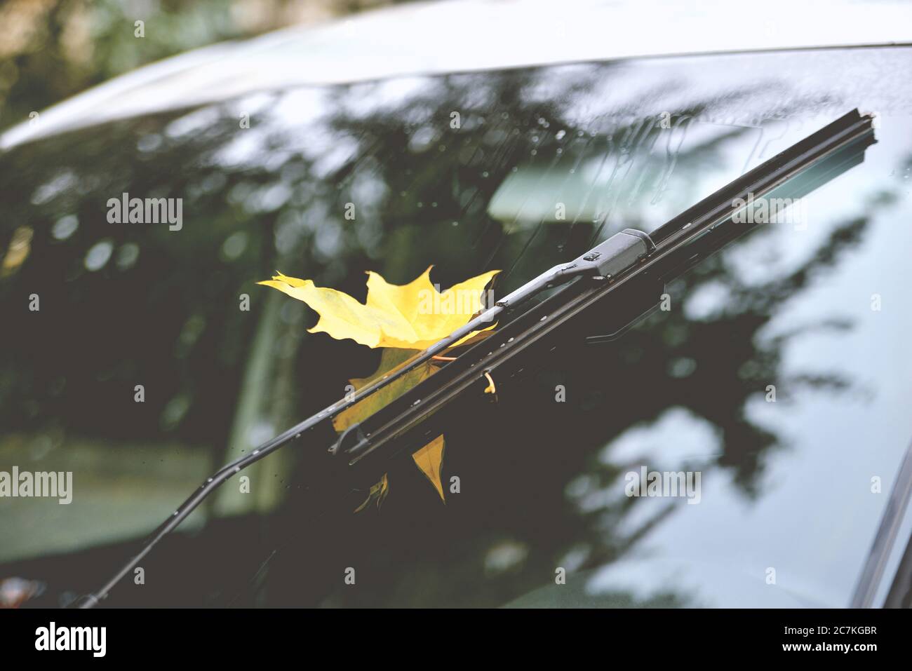 Otoño, lluvia amarillo hoja de arce en el cristal del coche, reflejo en el cristal, los árboles de otoño hermoso resplandor tintado, después de la lluvia de cerca Foto de stock