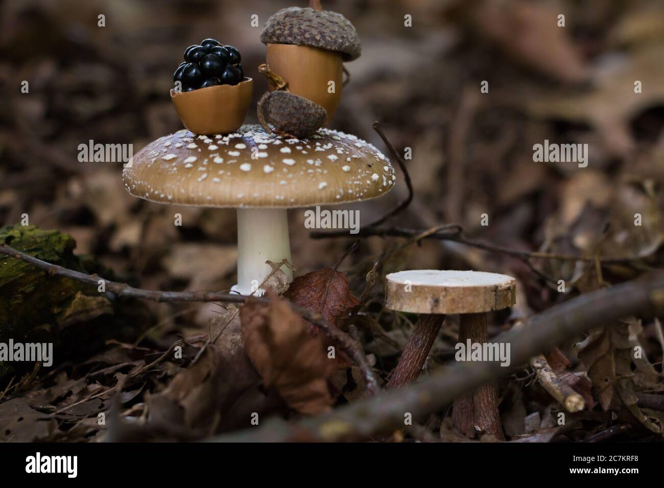 Fiesta de té de hadas escena, con objetos en miniatura y Amanita pantherina como una mesa Foto de stock