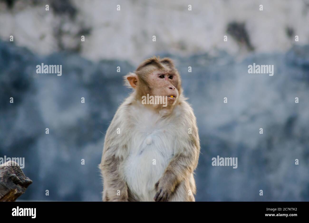 El Planeta De Los Simios En Orden Simios Fotos e Imágenes de stock - Alamy