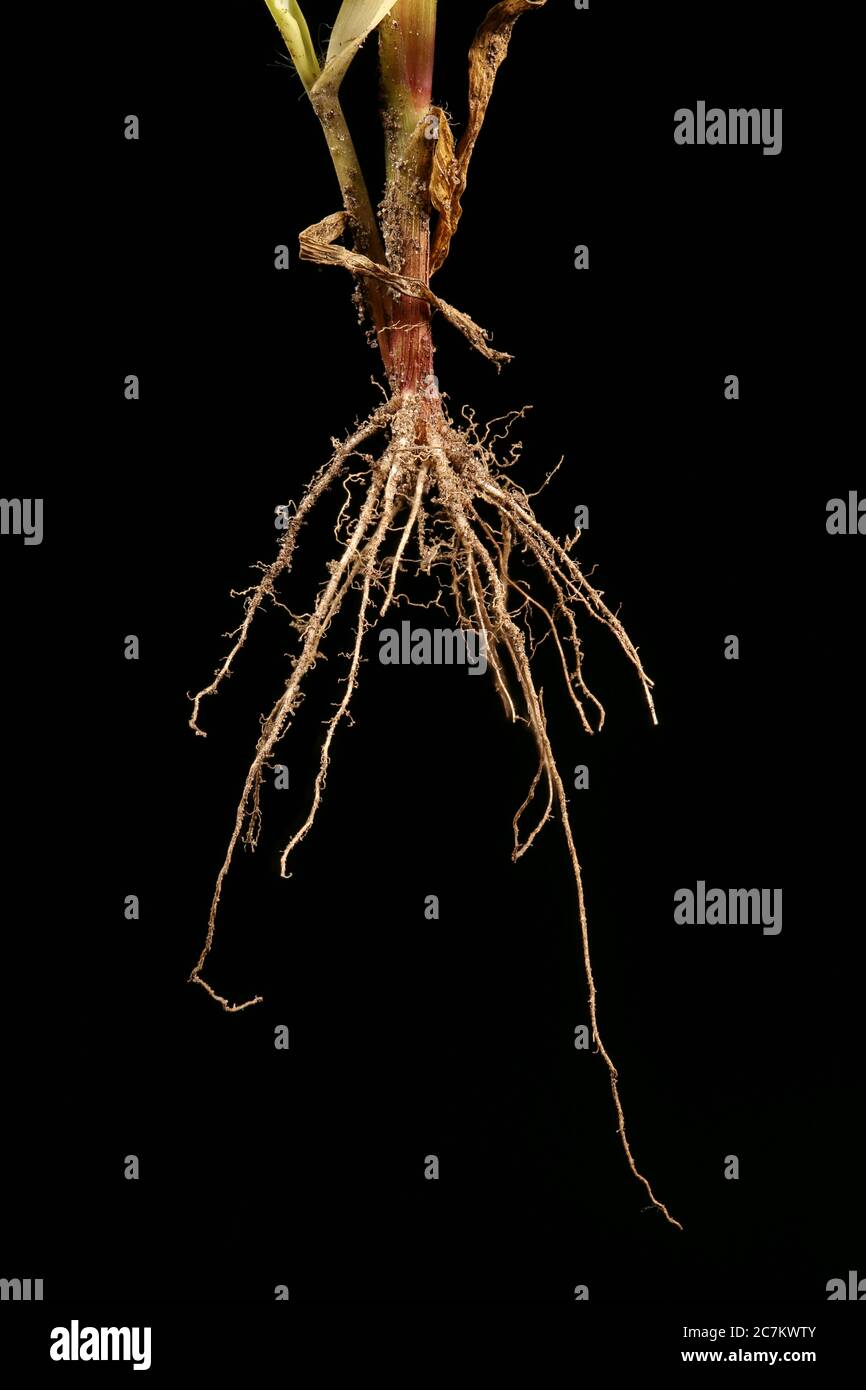 Hierba amarilla de la bristle (Setaria pumila). Raíces primer plano Foto de stock