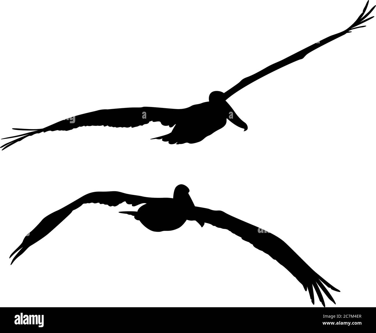 Siluetas aisladas negras de dos pelícanos voladores Ilustración del Vector