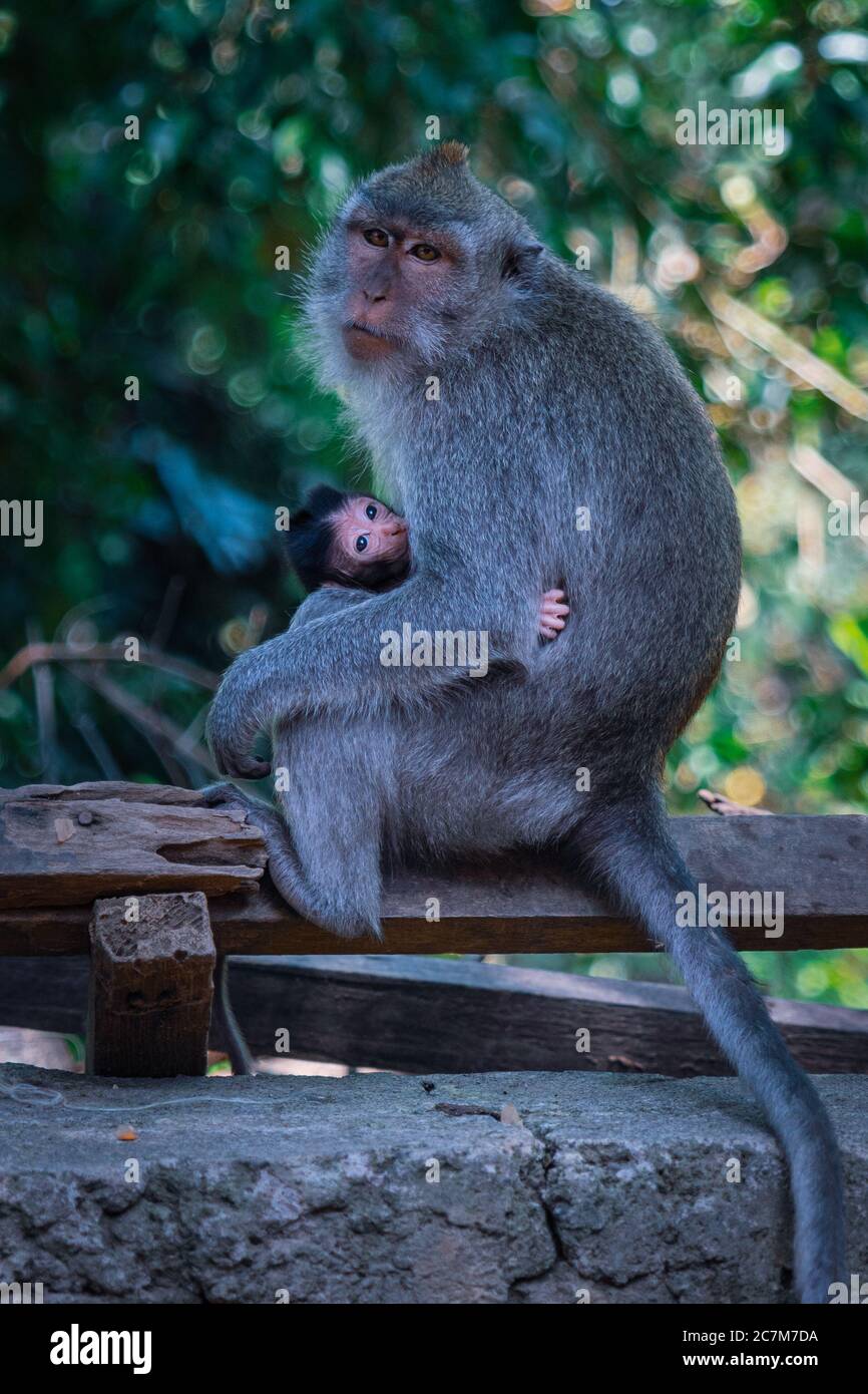 Primer plano de un mono adulto que alimenta a un mono joven en un parque en  un día soleado Fotografía de stock - Alamy