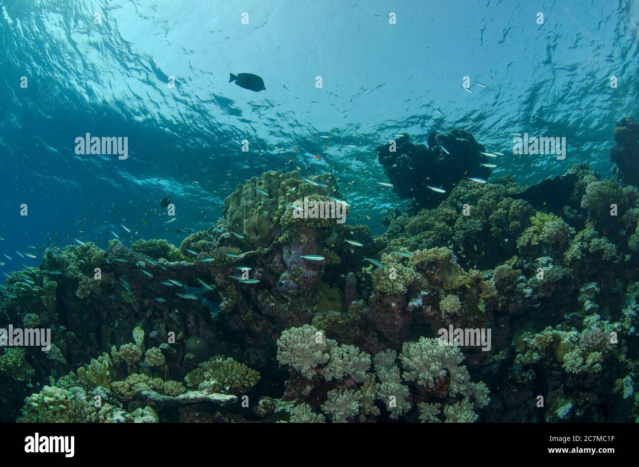 Imagen submarina de arrecife de coral, Hamata, mar rojo, Egipto Foto de stock