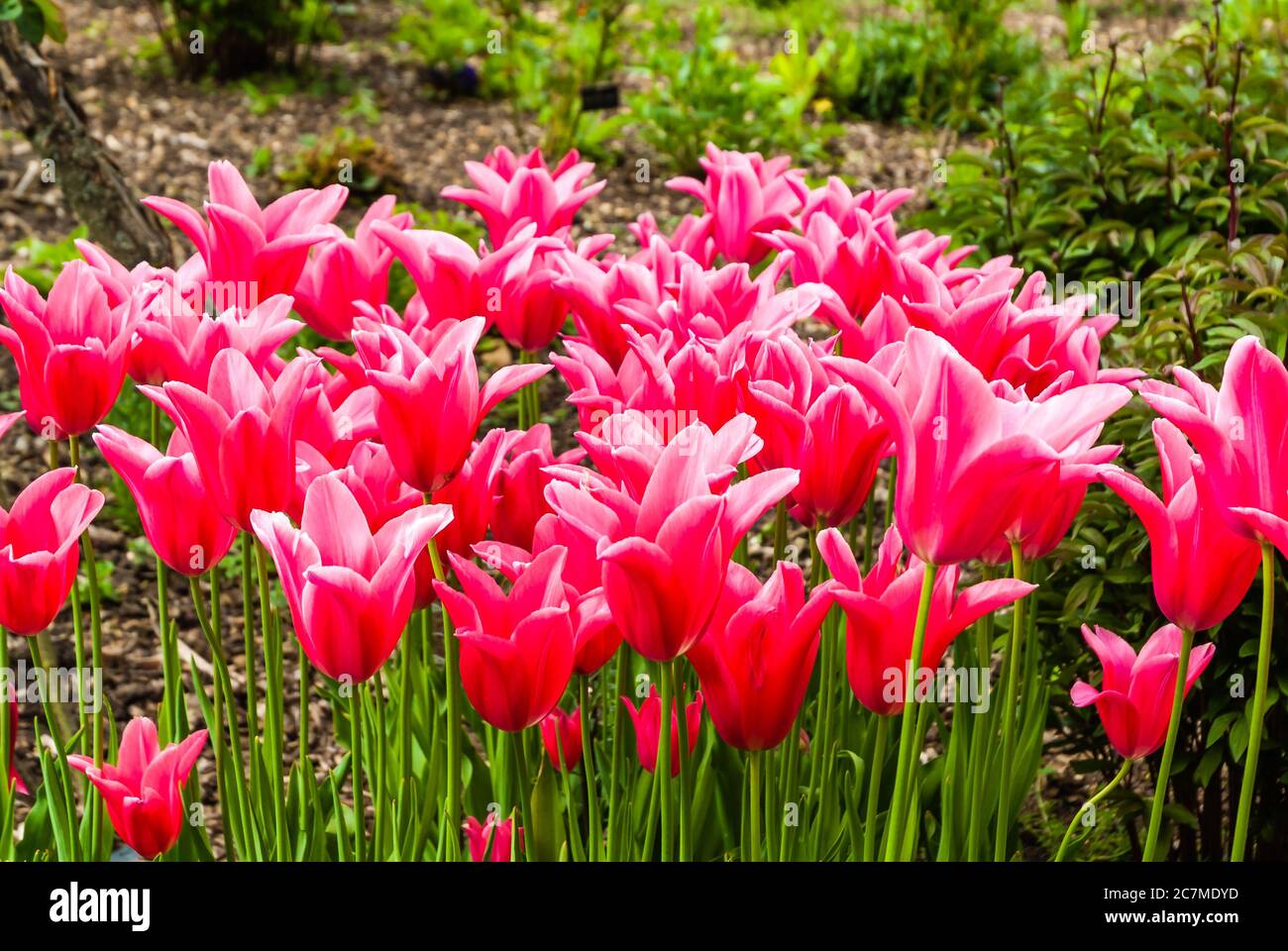 Tulipanes creciendo en un jardín de campo Inglés. Foto de stock