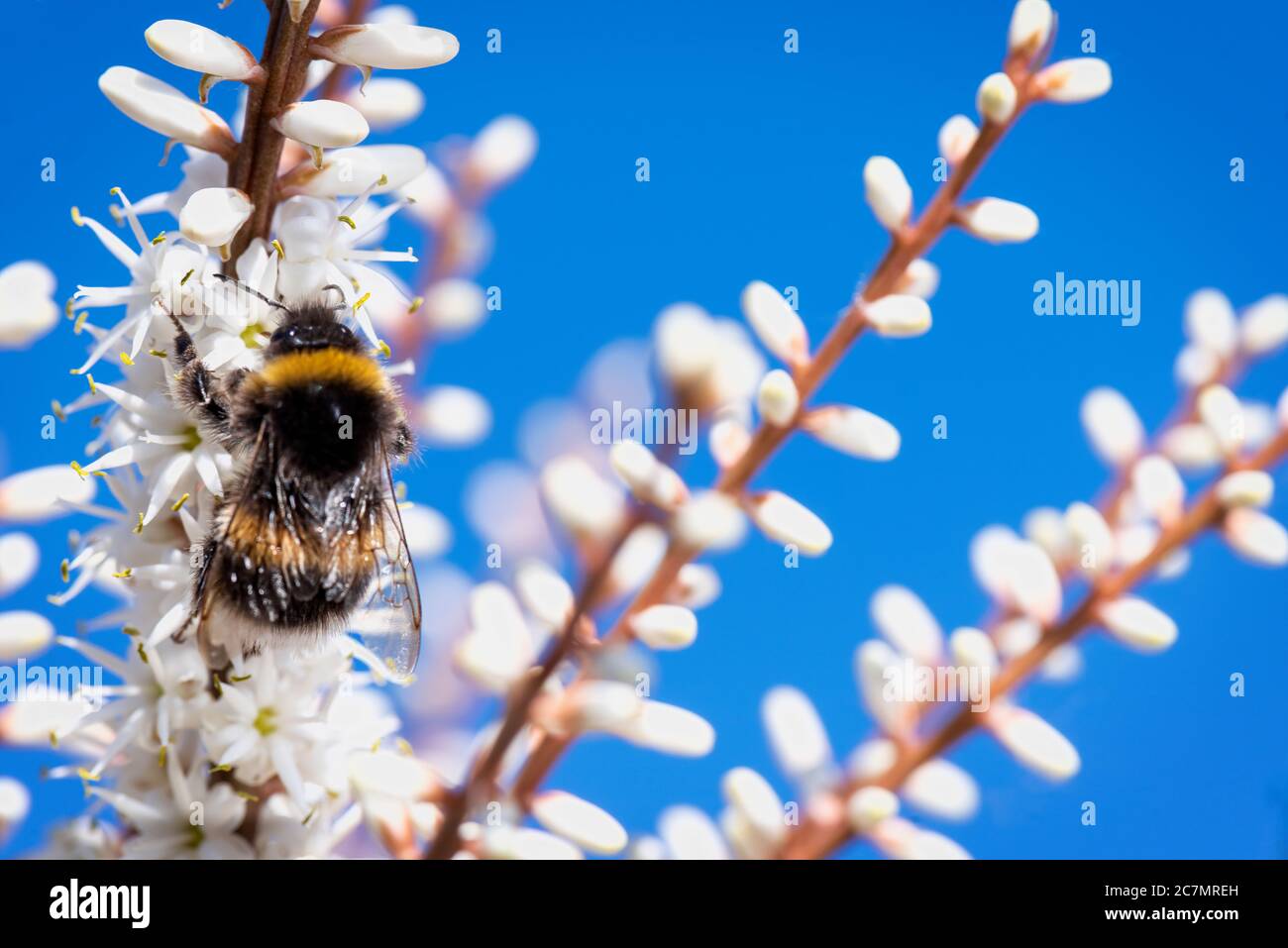 Quorn, Reino Unido - May2020: La abeja que recoge néctar forma una flor Cordyline Foto de stock