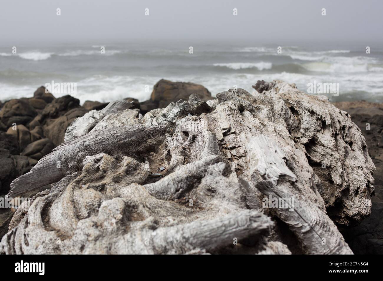 Driftwood a lo largo de la costa en Yachats, Oregon, EE.UU. Foto de stock