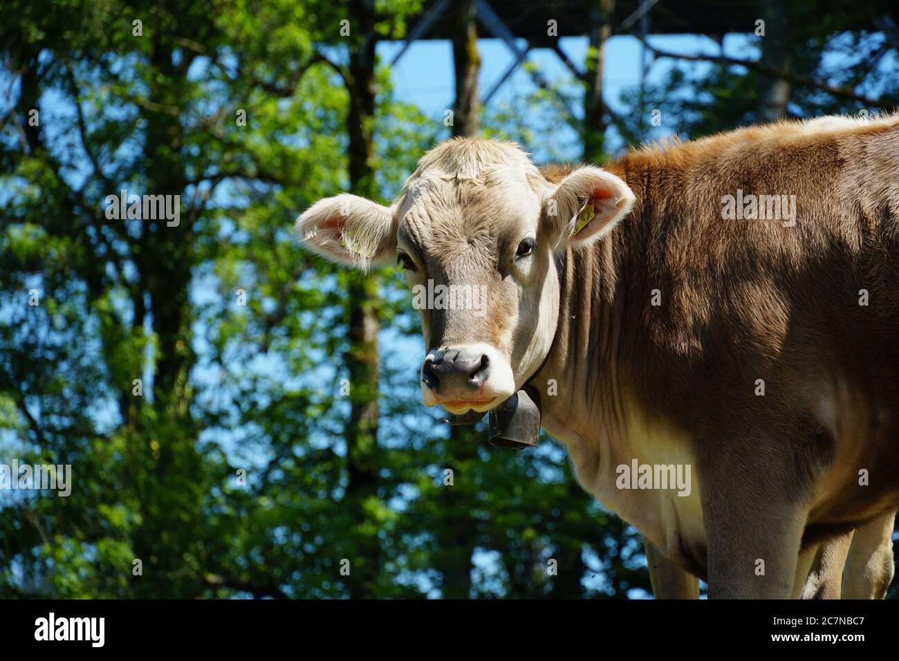 Cabeza de vaca, raza Suiza frente a la vista frontal. Foto tomada en la pastura en el camino del Puente de San Gallen en Suiza. Foto de stock