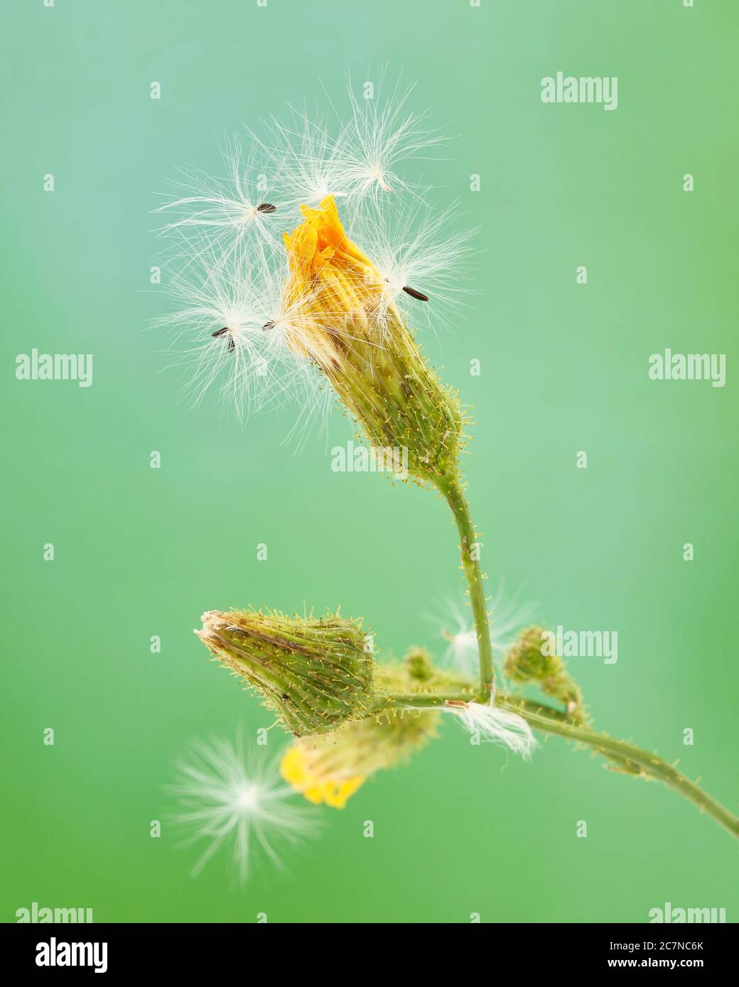 Los brotes de flores sin abrir de una barba de una hoja estrecha, Crepis tectorum, están cubiertos con sus propias semillas que parecen similares a las del diente de león común a Foto de stock
