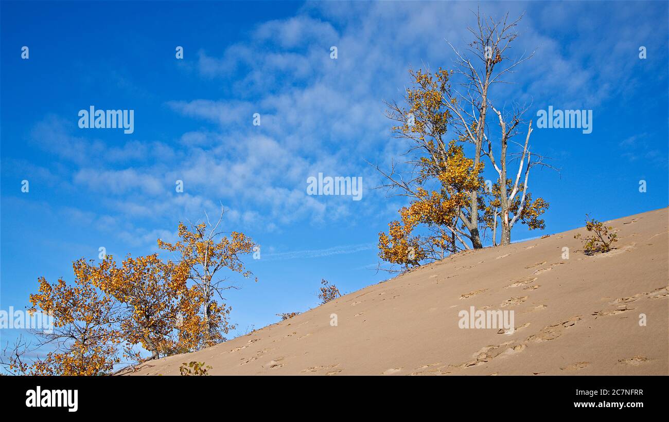 Colina arriba de arena duna paisaje de fondo con árboles y cielo azul Foto de stock