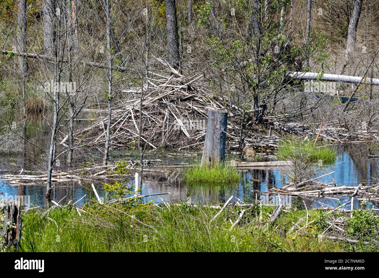 12 de junio de 2020, Baviera, Neuschönau Un refugio de castores en el