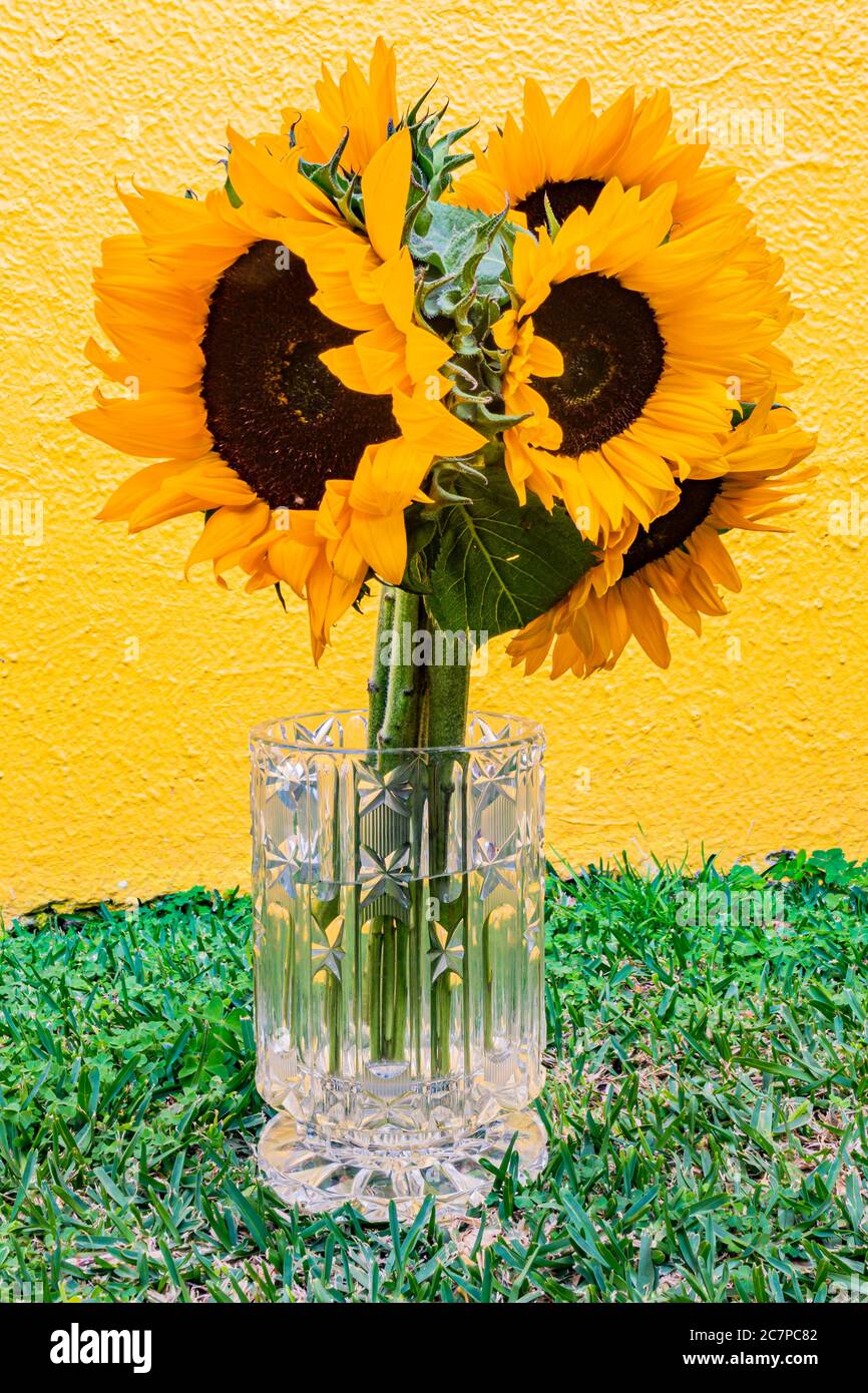 Ramo de flores de girasol en un jarrón de cristal sobre el césped sobre  fondo amarillo, cabeza de flor o pseudanthium, sus flores de rayos y el  centro de la h Fotografía
