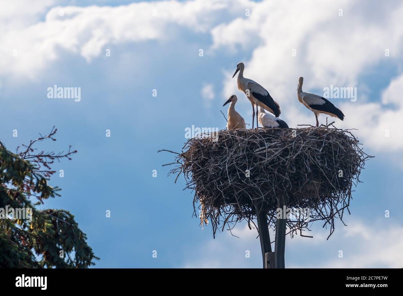 Cuatro cigüeñas jóvenes en el nido Foto de stock