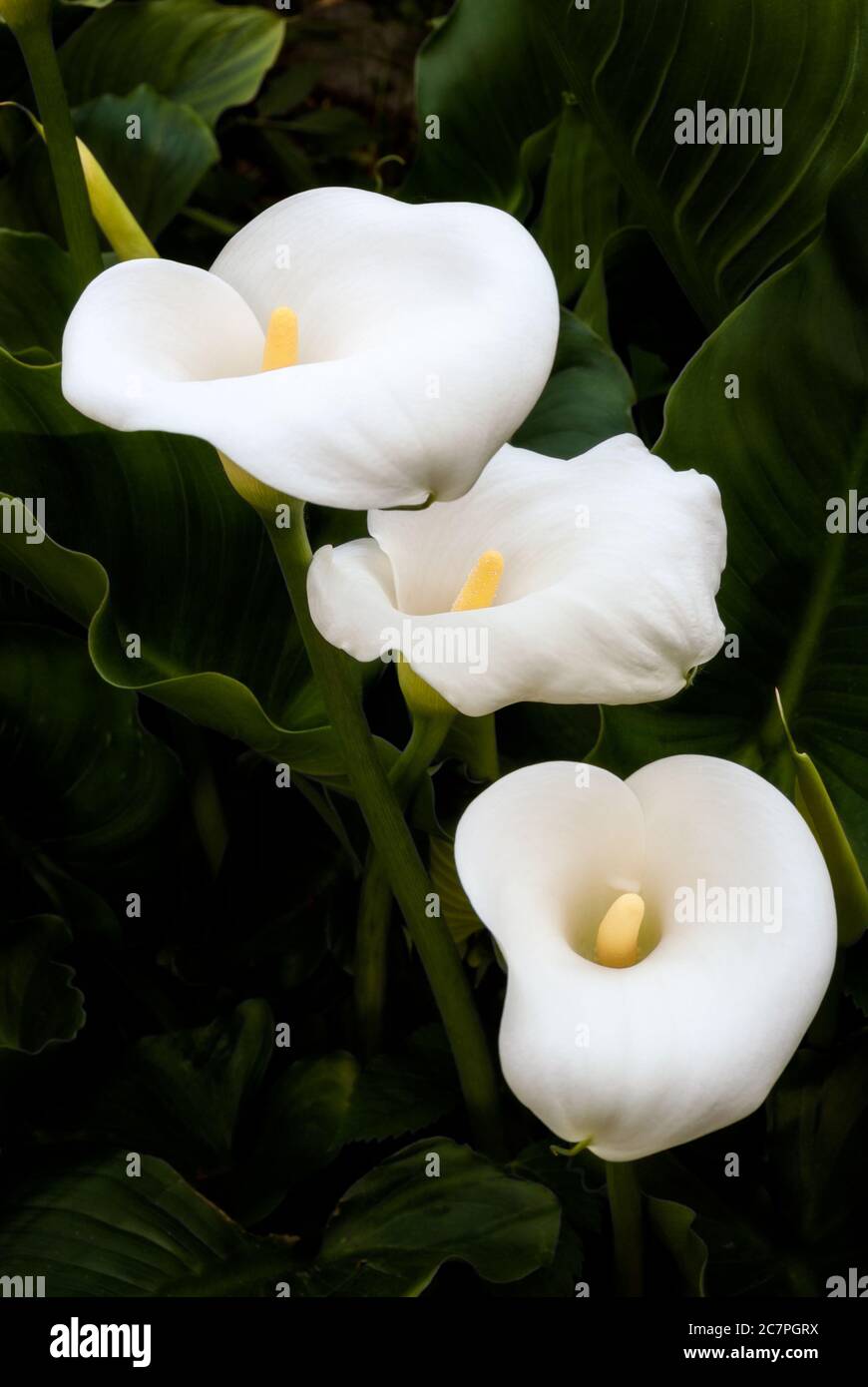 Tres grandes lirios blancos calla con hojas de color verde oscuro de fondo  Fotografía de stock - Alamy