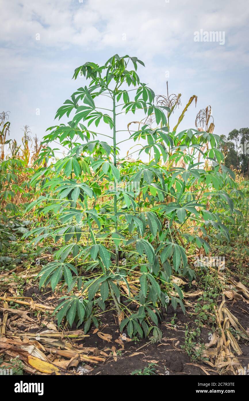 Planta de yuca (Manihot esculenta) que crece en un campo, Uganda, África  Fotografía de stock - Alamy