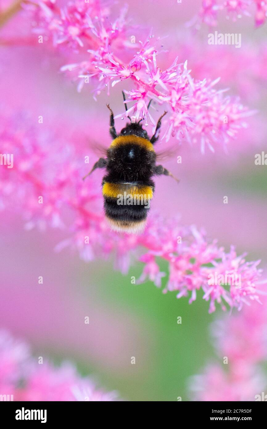 Bumblebee sobre flores de astilbe rosa en Escocia, jardín del Reino Unido Foto de stock