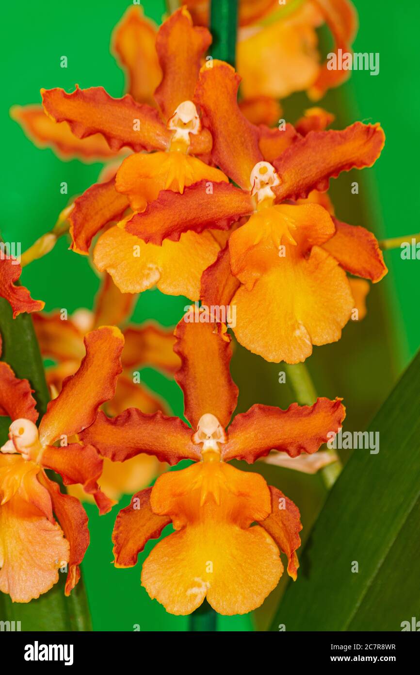Naranja Cambria Catatante orquídea, floreciendo con fondo verde Fotografía  de stock - Alamy