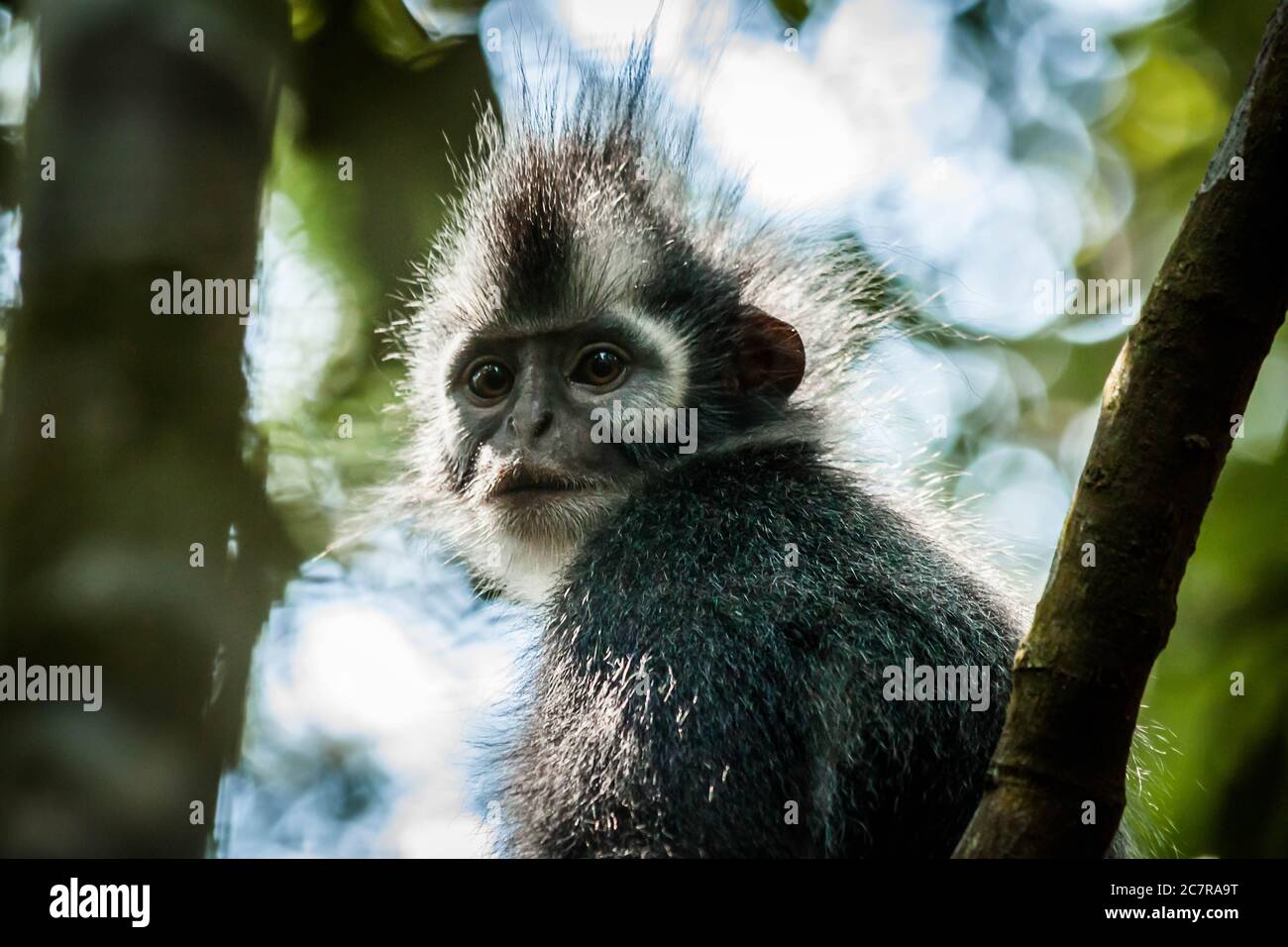 Una imagen de cerca del mono de hoja Sumatra thomas en la selva tropical Foto de stock