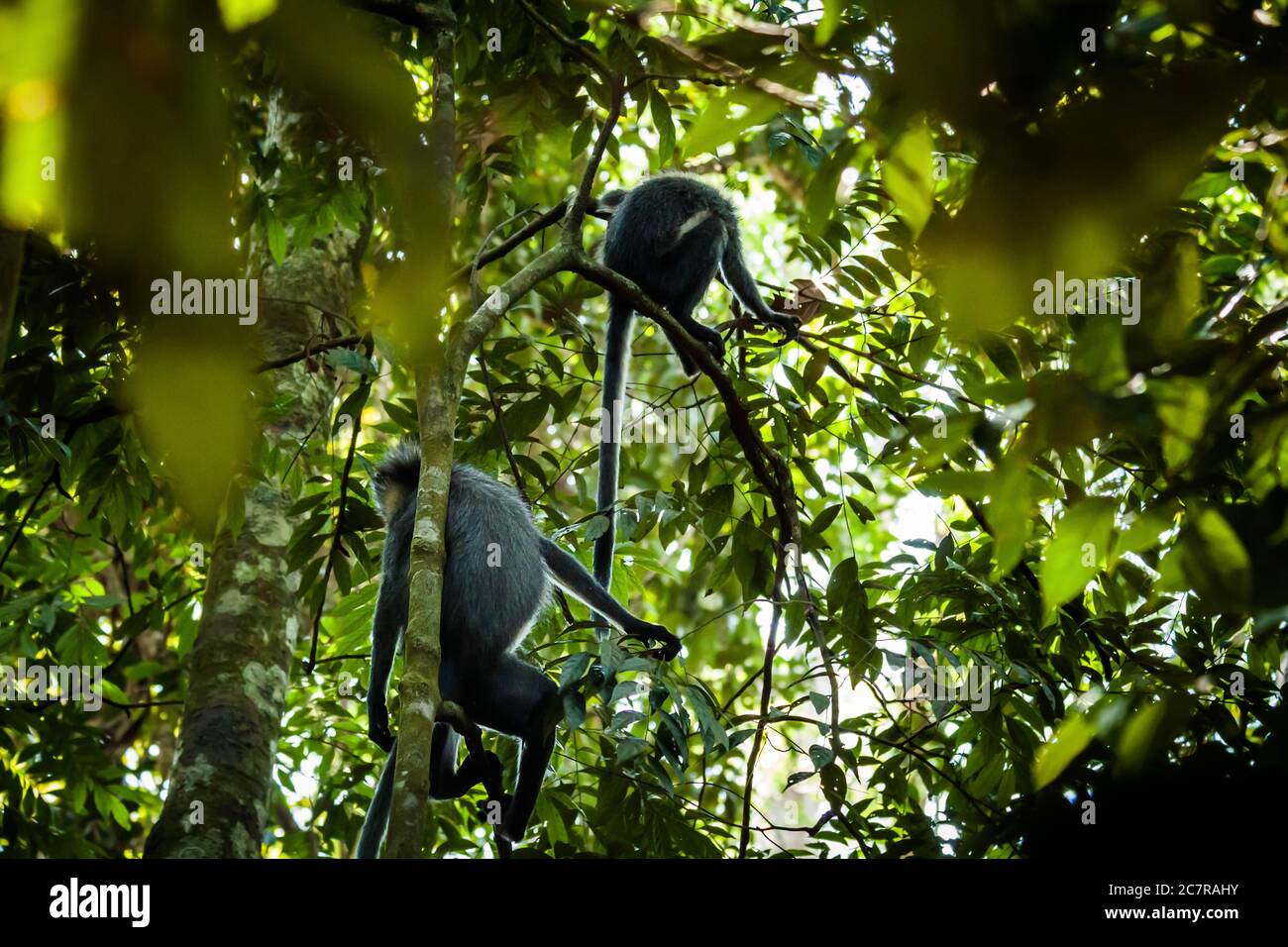 Dos monos de hoja thomas en un árbol en los bosques tropicales de Sumatra Foto de stock
