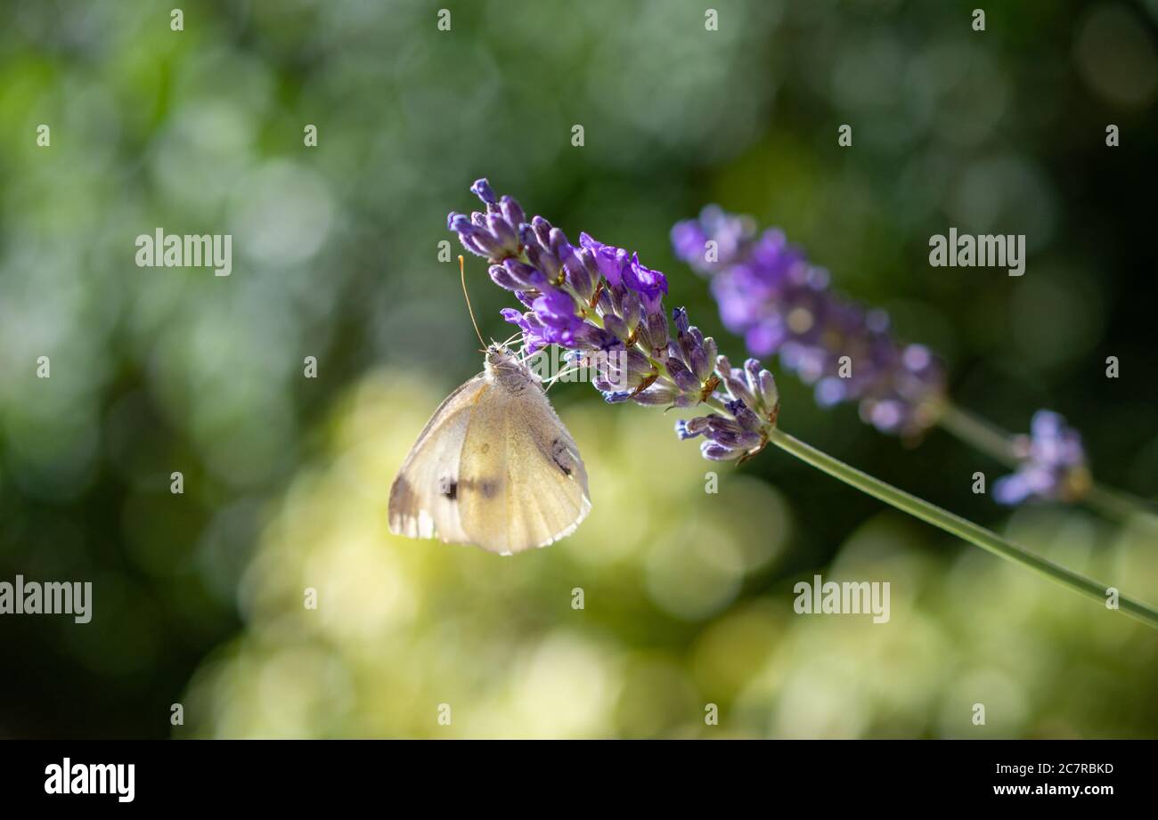 Repollo blanco mariposa alimentación en una planta de lavanda Foto de stock