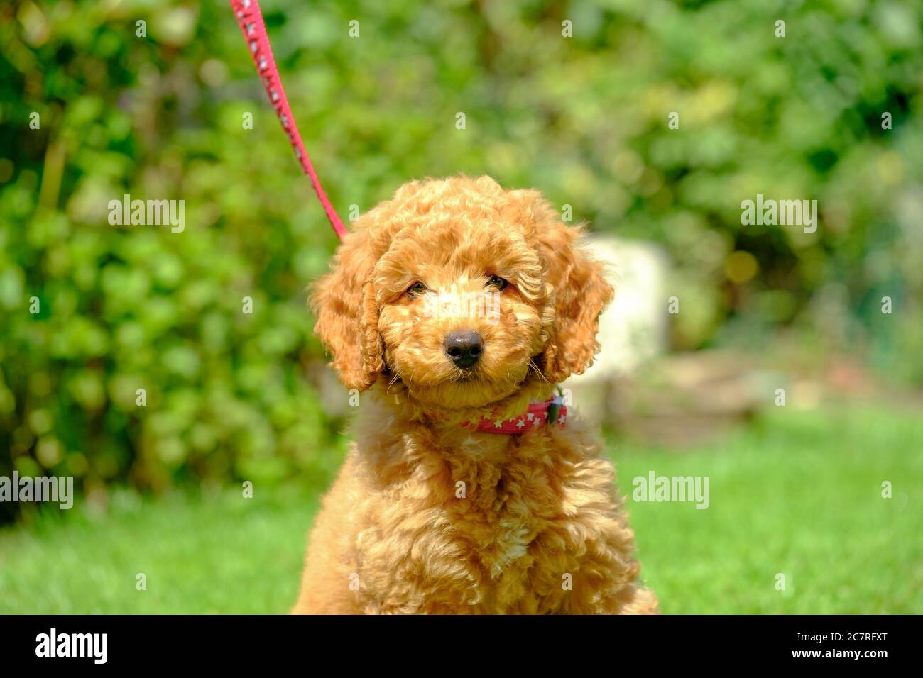 Mini Toy Dog Fotos E Imagenes De Stock Alamy