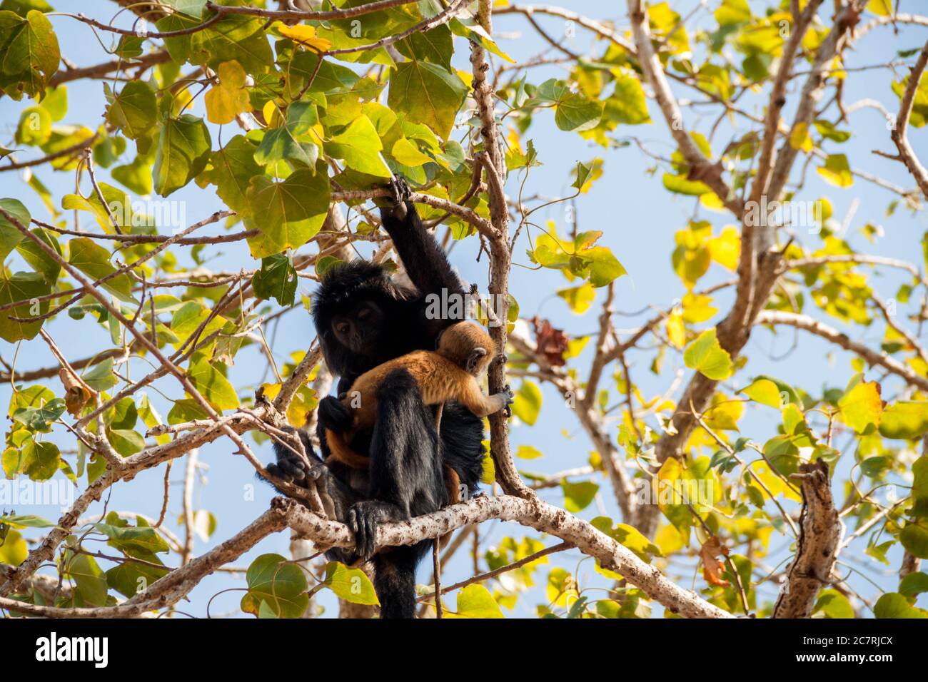 Mono negro sosteniendo a su bebé en un árbol Foto de stock