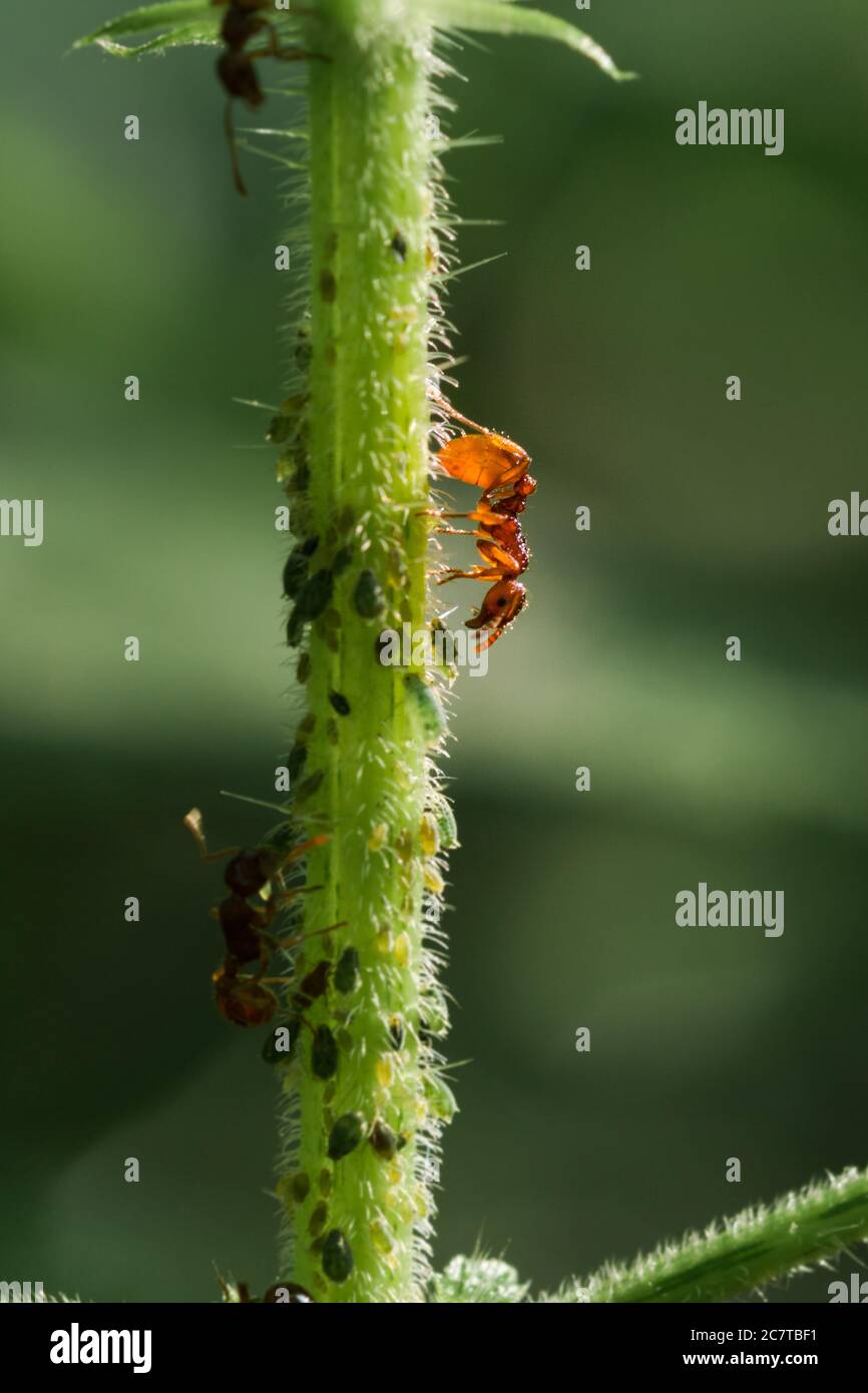 Hormiga roja sobre un tallo en Suffolk cultivando una población de áfidos para la alimentación Foto de stock