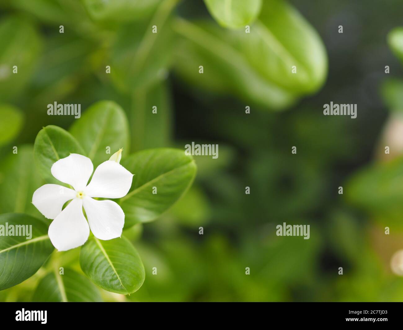 Cayenne Jasmine ,Periwinkle, Catharanthus rosea, Madagascar Periwinkle,  Vinca, Apocynaceae nombre flor color blanco primavera en el jardín sobre  desdibujado de Fotografía de stock - Alamy